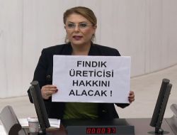 FINDIKTAN GEM OLMAZSA, SEM OLUR!