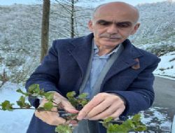 FINDIK RETCMZE GEM OLSUN