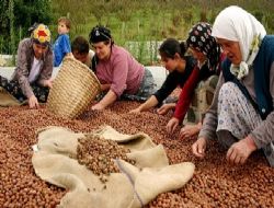 TMO FINDIK ALIMINA NE ZAMAN BALIYOR?